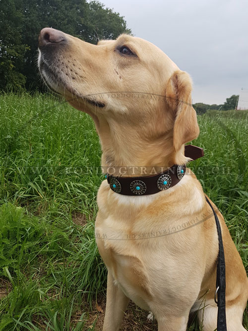 Collier dcor pour Labrador