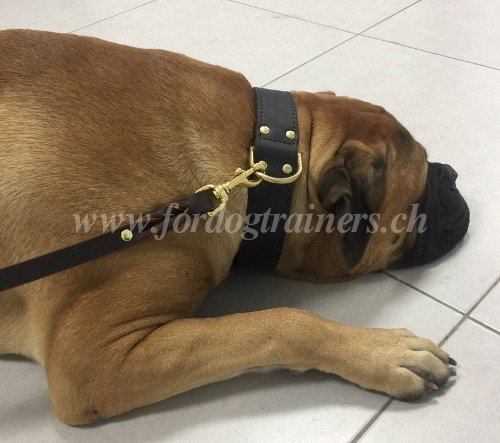 Collier en cuir pour Bullmastiff