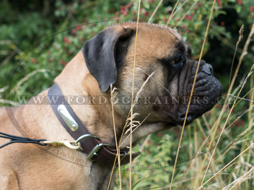 Collier d'identification en marron pour chien