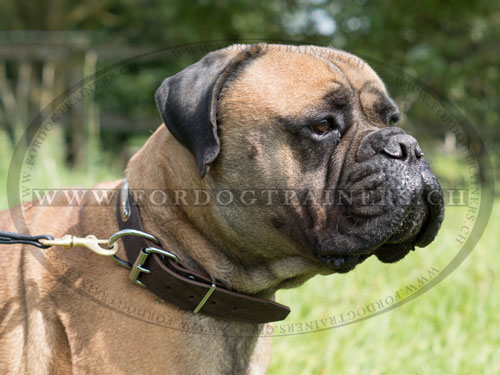 Collier pour identifier son chien