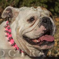 rosa halsband aus leder englische bulldogge schweiz