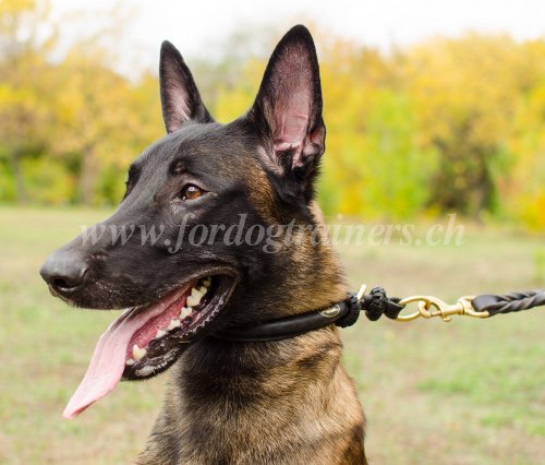 Collier trangleur pour Malinois