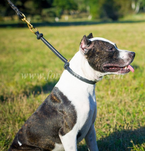 Collier de dressage pour Pitbull