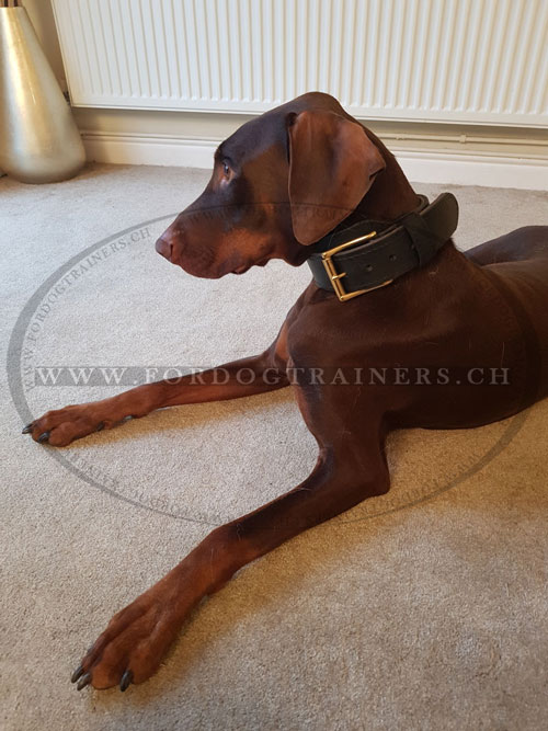 Collier pour dobermann cuir pais