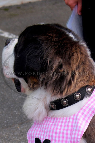 Collier chien saint bernard en cuir dcor