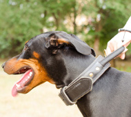 Collier solide avec poigne | Collier
                            de motivation pour Dobermann