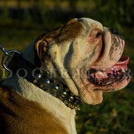 Nietenhalsband mit Spikes fr Englische Bulldogge Geltes Leder