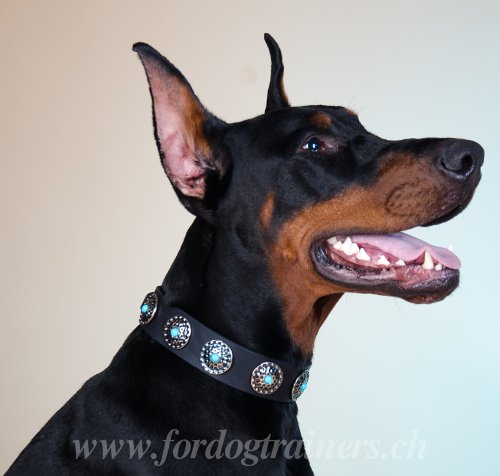 Collier fashion pour Dobermann