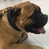 Collier extra solide pour Bullmastiff Double Cuir