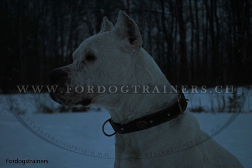 Collier cuir rsistent pour Dogue
argentin