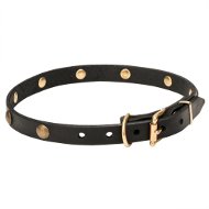 Hundehalsband Leder mit Goldfarbigen Messingnieten