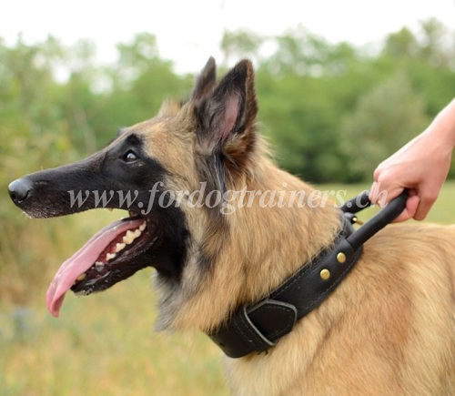 Collier 2 couches de cuir pour chien de Tervueren