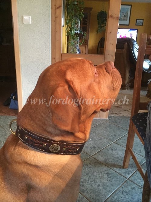 Collier en double cuir pour Dogue de
Bordeaux