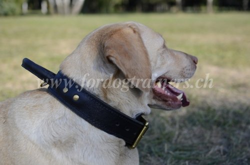 Collier en cuir pour Labrador