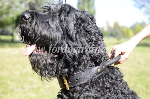 Collier en cuir pour Terrier noir russe