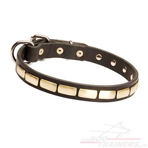 Collier 25 mm de large pour chien