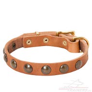 Collier rivet pour chiens de type Bouledogue franais,
pagneule