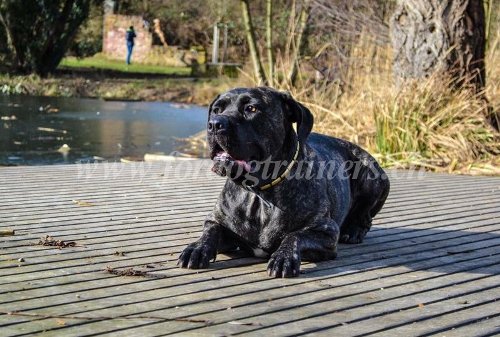 Collier mince pour Bandog