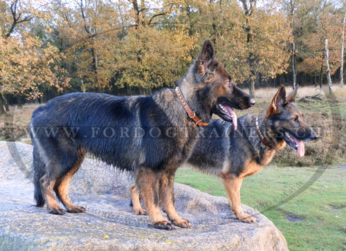 Collier pour chiens de berger