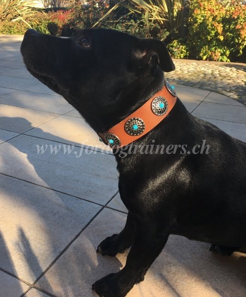 Collier en cuir pour Staffordshire Bull Terrier