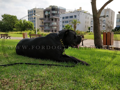 Collier cane corso femelle pour grand chien