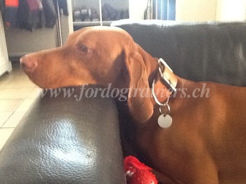 Collier  boucle fiable pour Rhodesian Ridgeback