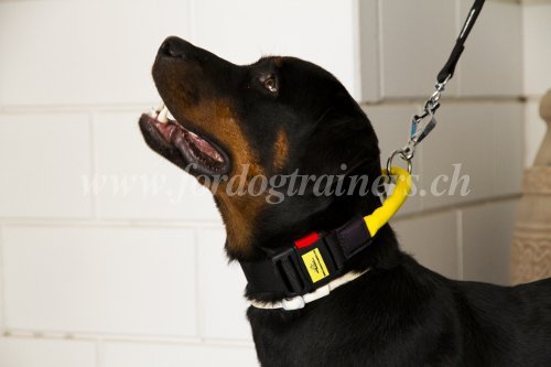 Collier multi-tches pour Rottweiler