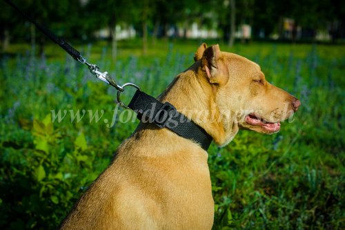 Collier en polyester pour Pitbull