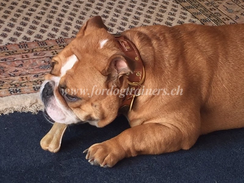 Collier en double cuir pour Bouledogue anglais