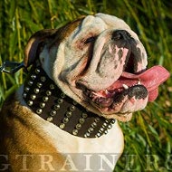 Nietenhalsband Extra Breit fr Englische Bulldogge