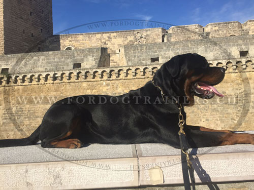 Hundeleine Leder fr Rottweiler