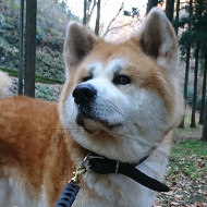 Wide High Quality Leather Dog Collar for Akita