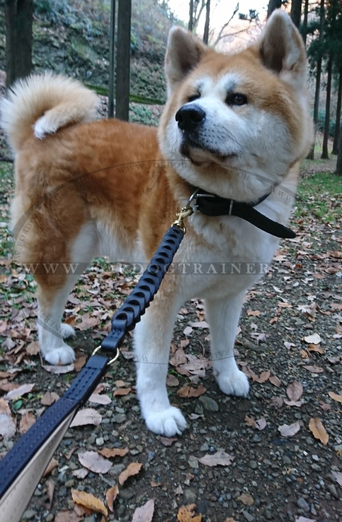 Collier et laisse pour chien Akita