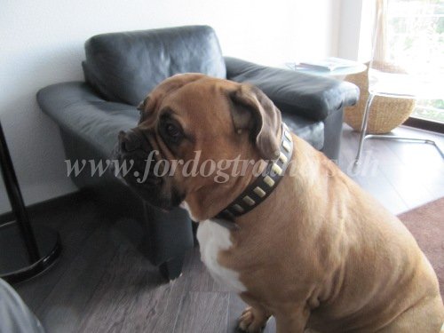 Collier en cuir pour Mastiff TOP Qualit