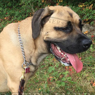 Chrome Plated Choke Dog Collar for Serbian Mastiff