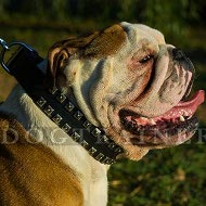 Lederhalsband mit Nieten fr Englische Bulldogge