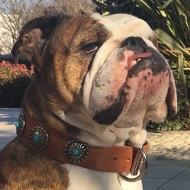 Stylish Wide Leather Collar with blue stones