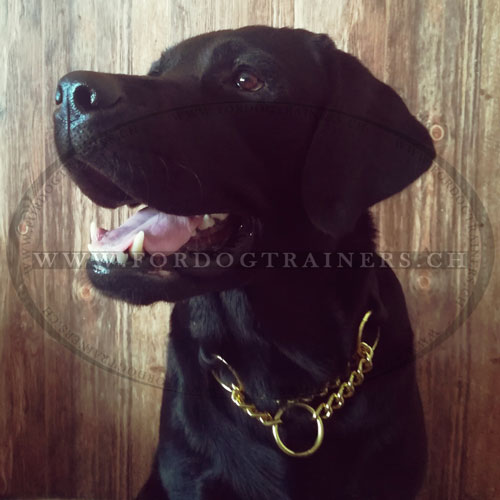 Collier pour meilleur contrle de Labrador