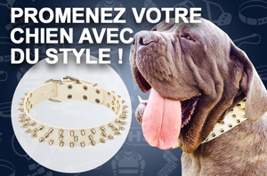 Promenez votre chien avec du style