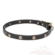 Dog Collar Riveted, thin and light-weighted