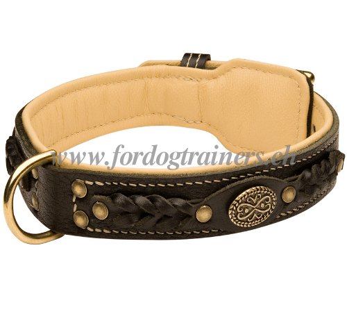 Collier solide et classe pour chien