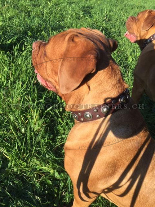 Collier de luxe pour grand chien dogue de bordeaux