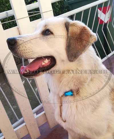 Collier en mtal pour chien labrador