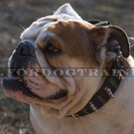 Englische Bulldogge Halsband Leder mit Spikes und Nieten