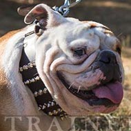 Hundehalsband Leder Extra Breit fr Englische Bulldogge