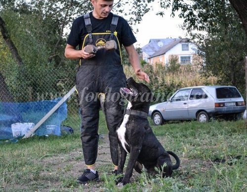 Survtement de matre-chien