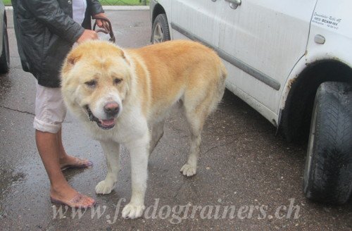 Comment empcher le chien de courir aprs les voitures
?