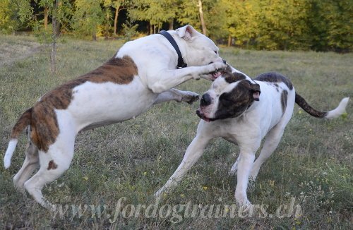 Bouledogue amricain