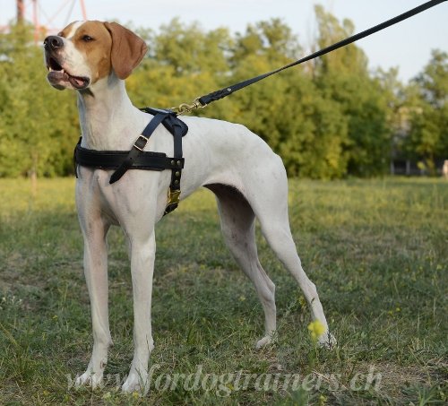 Harnais de traction pour chien