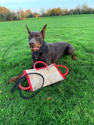 Coussin de dressage pour chiens de race